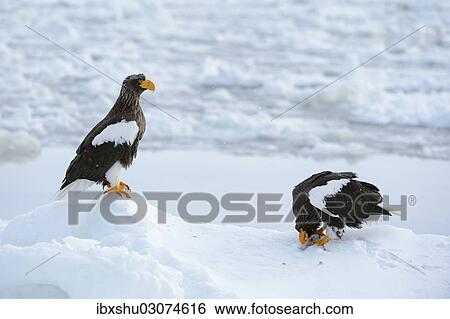 "Two Steller's Sea Eagles (Haliaeetus pelagicus), one bird feeding on a fish, Rausu, Menashi, Hokkaido, Japan, Asia" View Large Photo Image Stock Photograph - "Two Steller's Sea Eagles (Haliaeetus pelagicus), one bird feeding on a fish, Rausu, Menashi, Hokkaido, Japan, Asia". Fotosearch