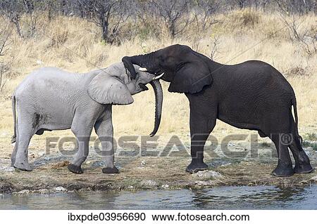Stock Image - "Two sub-adult African Elephants (Loxodonta africana) standing and touching trunks, Etosha National Park, Namibia, Africa". Fotosearch
