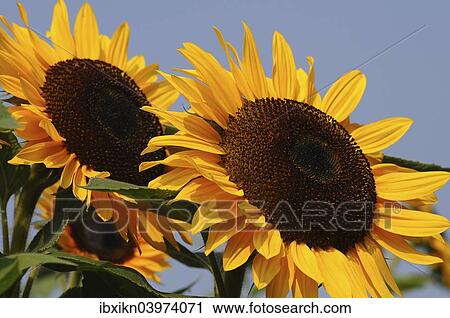 Two sunflowers (Helianthus annuus) View Large Photo Image Stock Image - Two sunflowers (Helianthus annuus). Fotosearch