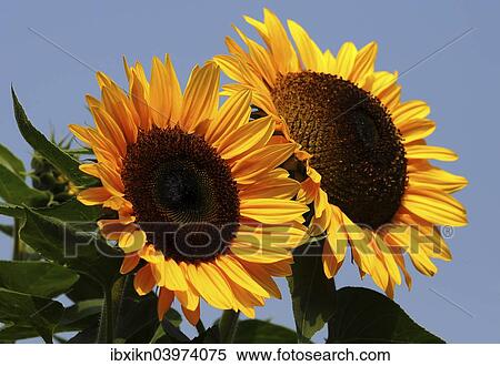 Two sunflowers (Helianthus annuus) View Large Photo Image Stock Photography - Two sunflowers (Helianthus annuus). Fotosearch