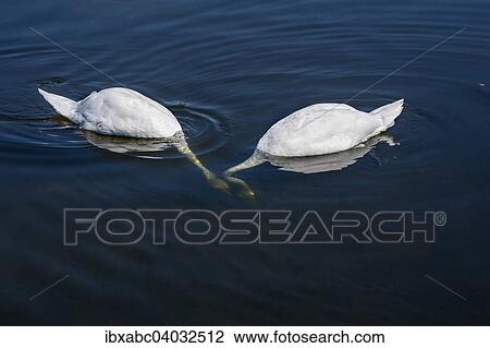 "Two swans dabbling, Bavaria, Germany, Europe" View Large Photo Image Stock Image - "Two swans dabbling, Bavaria, Germany, Europe". Fotosearch
