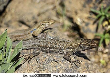 "Two Tenerife Lizards or Western Canaries Lizards (Gallotia galloti) basking on a rock, Tenerife, Canary Islands, Spain, Europe" View Large Photo Image Stock Photography - "Two Tenerife Lizards or Western Canaries Lizards (Gallotia galloti) basking on a rock, Tenerife, Canary Islands, Spain, Europe". Fotosearch