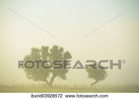 "Two trees in the morning mist, Bislicher Insel, Xanten, Lower Rhine region, North Rhine-Westphalia, Germany, Europe" View Large Photo Image Stock Image - "Two trees in the morning mist, Bislicher Insel, Xanten, Lower Rhine region, North Rhine-Westphalia, Germany, Europe". Fotosearch