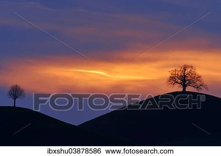 "Two trees on the moraine hills, in the evening light, Hirzel, Canton of Zurich, Switzerland, Europe" View Large Photo Image Stock Photograph - "Two trees on the moraine hills, in the evening light, Hirzel, Canton of Zurich, Switzerland, Europe". Fotosearch