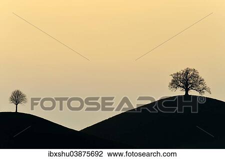 Stock Image - "Two trees on the moraine hills, Hirzel, Canton of Zurich, Switzerland, Europe". Fotosearch