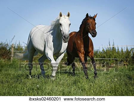 "Two warmblood horses, grey and brown, galloping across a meadow, Karlsbad, Karlsruhe, Baden-Wurttemberg, Germany, Europe" View Large Photo Image Stock Image - "Two warmblood horses, grey and brown, galloping across a meadow, Karlsbad, Karlsruhe, Baden-Wurttemberg, Germany, Europe". Fotosearch
