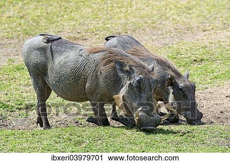 "Two Warthogs (Phacochoerus africanus), Maasai Mara National Reserve, Kenya, Africa" View Large Photo Image Stock Image - "Two Warthogs (Phacochoerus africanus), Maasai Mara National Reserve, Kenya, Africa". Fotosearch