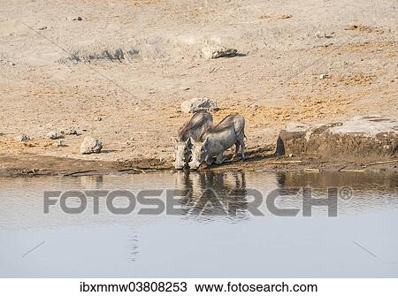 Stock Image - "Two warthogs (Phacochoerus africanus) drinking, Etosha National Park, Namibia, Africa". Fotosearch