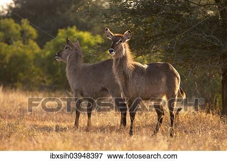 "Two waterbucks (Kobus ellipsiprymnus), female, Kruger National Park, South Africa, Africa" View Large Photo Image Stock Photo - "Two waterbucks (Kobus ellipsiprymnus), female, Kruger National Park, South Africa, Africa". Fotosearch
