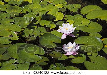 "Two white and pink Water Lilies (Nymphaea) on the surface of a pond, Quebec Province, Canada, North America" View Large Photo Image Stock Image - "Two white and pink Water Lilies (Nymphaea) on the surface of a pond, Quebec Province, Canada, North America". Fotosearch