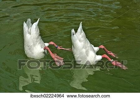 "Two white ducks with heads under water, synchronized swimming" View Large Photo Image Picture - "Two white ducks with heads under water, synchronized swimming". Fotosearch