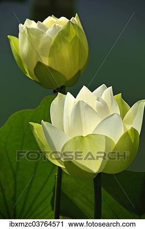 "Two White Lotus Flowers (Nelumbo sp. ), Erlangen Botanical Garden, Erlangen, Middle Franconia, Bavaria, Germany, Europe" View Large Photo Image Stock Image - "Two White Lotus Flowers (Nelumbo sp. ), Erlangen Botanical Garden, Erlangen, Middle Franconia, Bavaria, Germany, Europe". Fotosearch