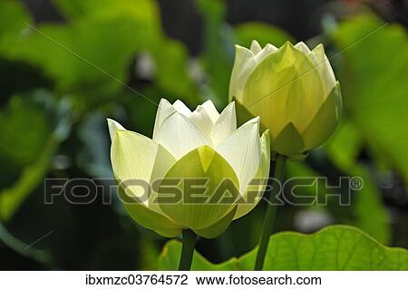 "Two White Lotus Flowers (Nelumbo sp. ), Erlangen Botanical Garden, Erlangen, Middle Franconia, Bavaria, Germany, Europe" View Large Photo Image Stock Image - "Two White Lotus Flowers (Nelumbo sp. ), Erlangen Botanical Garden, Erlangen, Middle Franconia, Bavaria, Germany, Europe". Fotosearch