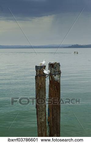 "Two white pigeons perched on wooden poles in Lake Trasimeno, Lago Trasimeno, Umbria, Italy, Europe" View Large Photo Image Stock Image - "Two white pigeons perched on wooden poles in Lake Trasimeno, Lago Trasimeno, Umbria, Italy, Europe". Fotosearch