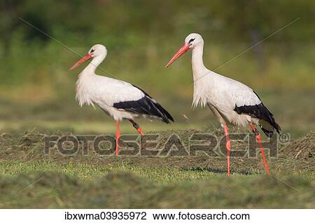 "Two White Storks (Ciconia ciconia) foraging on meadow, North Hesse, Hesse, Germany, Europe" View Large Photo Image Stock Image - "Two White Storks (Ciconia ciconia) foraging on meadow, North Hesse, Hesse, Germany, Europe". Fotosearch