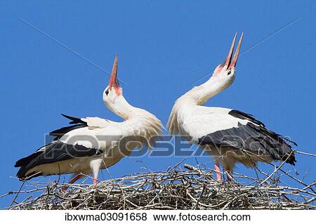 "Two White Storks (Ciconia ciconia) welcoming each other to the nest, North Hesse, Hesse, Germany, Europe" View Large Photo Image Stock Photo - "Two White Storks (Ciconia ciconia) welcoming each other to the nest, North Hesse, Hesse, Germany, Europe". Fotosearch