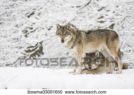 "Two wolves (Canis lupus) in the snow, captive, Germany, Europe" View Large Photo Image Stock Image - "Two wolves (Canis lupus) in the snow, captive, Germany, Europe". Fotosearch