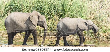 "Two young African Bush Elephants (Loxodonta africana) with wet feet walking in front of reeds, Koinachas Waterhole, Etosha National Park, Namibia, Africa" View Large Photo Image Picture - "Two young African Bush Elephants (Loxodonta africana) with wet feet walking in front of reeds, Koinachas Waterhole, Etosha National Park, Namibia, Africa". Fotosearch