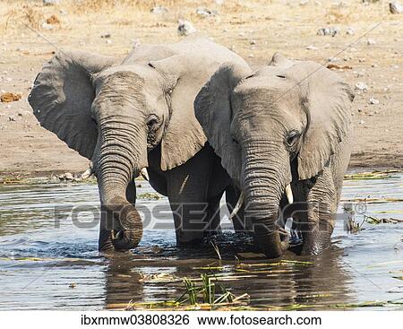 "Two young African Bush Elephants (Loxodonta africana) standing beside one another in the water while drinking, Koinachas Waterhole, Etosha National Park, Namibia, Africa" View Large Photo Image Stock Photograph - "Two young African Bush Elephants (Loxodonta africana) standing beside one another in the water while drinking, Koinachas Waterhole, Etosha National Park, Namibia, Africa". Fotosearch