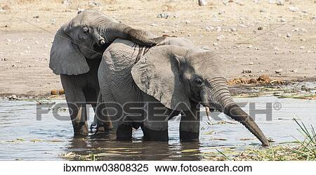 Stock Photography - "Two young African Bush Elephants (Loxodonta africana) playing in the water, Koinachas Waterhole, Etosha National Park, Namibia, Africa". Fotosearch