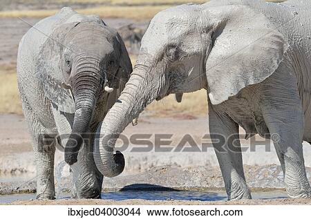 "Two young African Elephants (Loxodonta africana), covered in mud, drinking at Newbroni waterhole, Etosha National Park, Namibia, Africa" View Large Photo Image Picture - "Two young African Elephants (Loxodonta africana), covered in mud, drinking at Newbroni waterhole, Etosha National Park, Namibia, Africa". Fotosearch