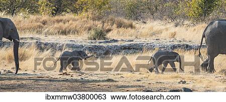 Stock Image - "Two young African Elephants (Loxodonta africana), calves walking near the Nuamses waterhole, Etosha National Park, Namibia, Africa". Fotosearch