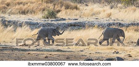 "Two young African Elephants (Loxodonta africana), calves walking near the Nuamses waterhole, Etosha National Park, Namibia, Africa" View Large Photo Image Stock Photo - "Two young African Elephants (Loxodonta africana), calves walking near the Nuamses waterhole, Etosha National Park, Namibia, Africa". Fotosearch