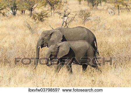 "Two young African Elephants (Loxodonta africana) roaming the dry bushland, Etosha National Park, Namibia, Africa" View Large Photo Image Stock Photo - "Two young African Elephants (Loxodonta africana) roaming the dry bushland, Etosha National Park, Namibia, Africa". Fotosearch