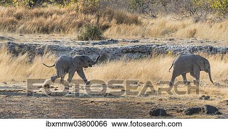 "Two young African Elephants (Loxodonta africana), calves walking near the Nuamses waterhole, Etosha National Park, Namibia, Africa" View Large Photo Image Stock Photograph - "Two young African Elephants (Loxodonta africana), calves walking near the Nuamses waterhole, Etosha National Park, Namibia, Africa". Fotosearch