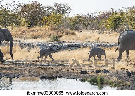 Stock Photography - "Two young African Elephants (Loxodonta africana), calves walking near the Nuamses waterhole, Etosha National Park, Namibia, Africa". Fotosearch
