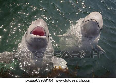 "Two young Beluga Whales or White Whales (Delphinapterus leucas), Sea of Japan, Primorsky Krai, Russia, Europe" View Large Photo Image Picture - "Two young Beluga Whales or White Whales (Delphinapterus leucas), Sea of Japan, Primorsky Krai, Russia, Europe". Fotosearch