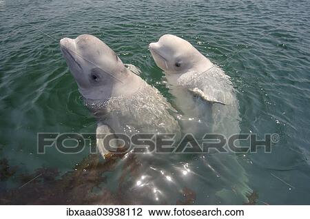 "Two young Beluga Whales or White Whales (Delphinapterus leucas), Sea of Japan, Primorsky Krai, Russia, Europe" View Large Photo Image Stock Image - "Two young Beluga Whales or White Whales (Delphinapterus leucas), Sea of Japan, Primorsky Krai, Russia, Europe". Fotosearch