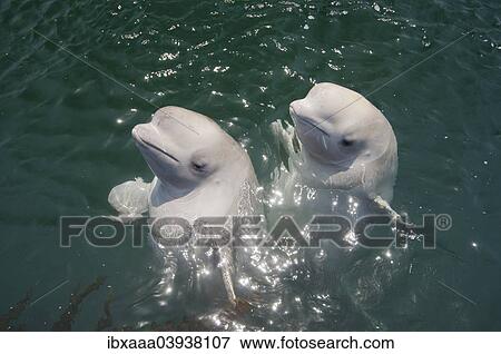 "Two young Beluga Whales or White Whales (Delphinapterus leucas), Sea of Japan, Primorsky Krai, Russia, Europe" View Large Photo Image Stock Photo - "Two young Beluga Whales or White Whales (Delphinapterus leucas), Sea of Japan, Primorsky Krai, Russia, Europe". Fotosearch