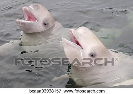 "Two young Beluga Whales or White Whales (Delphinapterus leucas), Sea of Japan, Primorsky Krai, Russia, Europe" View Large Photo Image Stock Photo - "Two young Beluga Whales or White Whales (Delphinapterus leucas), Sea of Japan, Primorsky Krai, Russia, Europe". Fotosearch