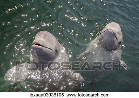"Two young Beluga Whales or White Whales (Delphinapterus leucas), Sea of Japan, Primorsky Krai, Russia, Europe" View Large Photo Image Stock Photography - "Two young Beluga Whales or White Whales (Delphinapterus leucas), Sea of Japan, Primorsky Krai, Russia, Europe". Fotosearch