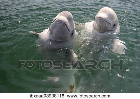 "Two young Beluga Whales or White Whales (Delphinapterus leucas), Sea of Japan, Primorsky Krai, Russia, Europe" View Large Photo Image Stock Photography - "Two young Beluga Whales or White Whales (Delphinapterus leucas), Sea of Japan, Primorsky Krai, Russia, Europe". Fotosearch