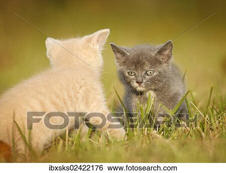 "Two young domestic cats, kittens, 6 weeks, playing on a meadow" View Large Photo Image Stock Photograph - "Two young domestic cats, kittens, 6 weeks, playing on a meadow". Fotosearch