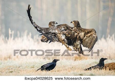 "Two young eagle (Haliaeetus albicilla), fighting in the air, with ravens (Corvus corax) at sead deer, Masuria, Poland, Europe" View Large Photo Image Stock Photography - "Two young eagle (Haliaeetus albicilla), fighting in the air, with ravens (Corvus corax) at sead deer, Masuria, Poland, Europe". Fotosearch