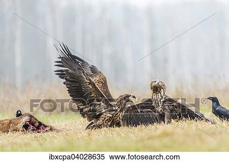 Stock Photography - "Two young eagle (Haliaeetus albicilla), fighting on the ground, with ravens (Corvus corax) with dead deer, Masuria, Poland, Europe". Fotosearch