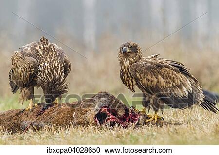 "Two young eagles (Haliaeetus albicilla), on dead deer, Masuria, Poland, Europe" View Large Photo Image Stock Image - "Two young eagles (Haliaeetus albicilla), on dead deer, Masuria, Poland, Europe". Fotosearch