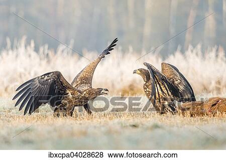 "Two young eagles (Haliaeetus albicilla), fighting on the ground, with dead deer, Masuria, Poland, Europe" View Large Photo Image Stock Photo - "Two young eagles (Haliaeetus albicilla), fighting on the ground, with dead deer, Masuria, Poland, Europe". Fotosearch