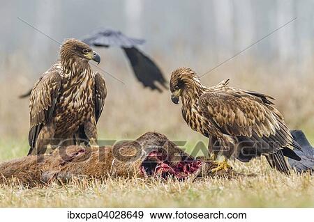 "Two young eagles (Haliaeetus albicilla), on dead deer, Masuria, Poland, Europe" View Large Photo Image Stock Photo - "Two young eagles (Haliaeetus albicilla), on dead deer, Masuria, Poland, Europe". Fotosearch