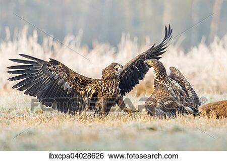 Stock Photograph - "Two young eagles (Haliaeetus albicilla), fighting on the ground, with dead deer, Masuria, Poland, Europe". Fotosearch