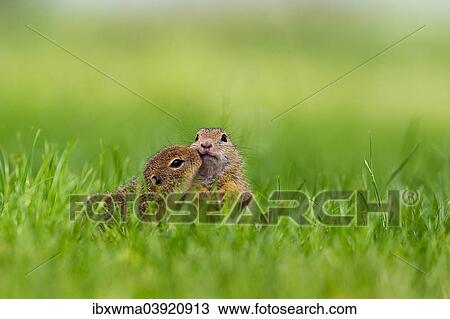 "Two young European Ground Squirrels (Spermophilus citellus) making contact, Lake Neusiedl, Austria, Europe" View Large Photo Image Stock Image - "Two young European Ground Squirrels (Spermophilus citellus) making contact, Lake Neusiedl, Austria, Europe". Fotosearch