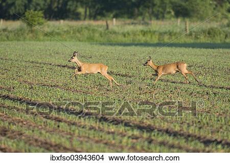 "Two young European Roe Deer (Capreolus capreolus) running over a field, playfully, Lower Saxony, Germany, Europe" View Large Photo Image Picture - "Two young European Roe Deer (Capreolus capreolus) running over a field, playfully, Lower Saxony, Germany, Europe". Fotosearch