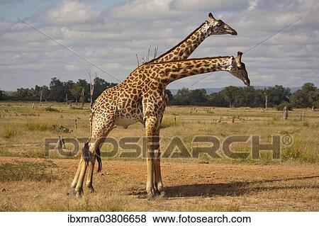 "Two young Giraffes (Giraffa camelopardalis) standing side by side, South Luangwa, Zambia, Africa" View Large Photo Image Stock Photo - "Two young Giraffes (Giraffa camelopardalis) standing side by side, South Luangwa, Zambia, Africa". Fotosearch