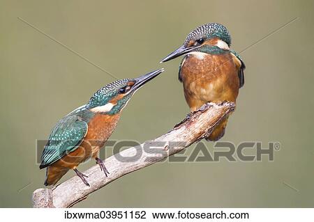 "Two young Kingfishers (Alcedo atthis) argueing about their perch, North Hesse, Hesse, Germany, Europe" View Large Photo Image Stock Image - "Two young Kingfishers (Alcedo atthis) argueing about their perch, North Hesse, Hesse, Germany, Europe". Fotosearch