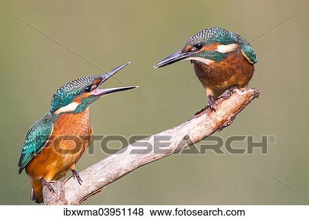 "Two young Kingfishers (Alcedo atthis) argueing about their perch, North Hesse, Hesse, Germany, Europe" View Large Photo Image Stock Photo - "Two young Kingfishers (Alcedo atthis) argueing about their perch, North Hesse, Hesse, Germany, Europe". Fotosearch