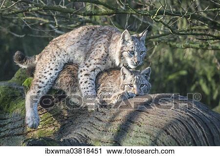 "Two young Lynx (Lynx lynx) playing, North Hesse, Hesse, Germany, Europe" View Large Photo Image Stock Image - "Two young Lynx (Lynx lynx) playing, North Hesse, Hesse, Germany, Europe". Fotosearch