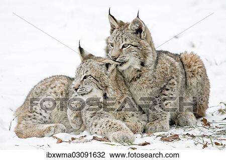 "Two young lynxes (Lynx lynx) nestled together in the snow, captive, Germany, Europe" View Large Photo Image Stock Image - "Two young lynxes (Lynx lynx) nestled together in the snow, captive, Germany, Europe". Fotosearch